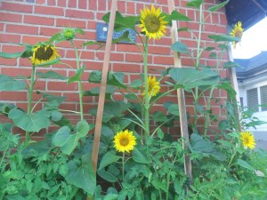 Garden box sunflowers