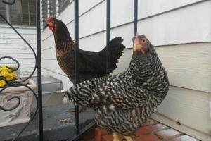 Josephine & Pearla on their first day home. - 2010.