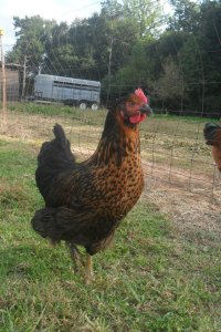 Josephine on her first day home.